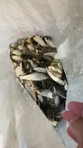 Fish Farming in Pak #biofloctechnology #FishSeed #biofloctech #bioflock #pangsiusseed #bioflocfish #bioflocos #biofloctraining #fish #fishseeds #bioflocsystem #bioflocfishfarming | Zarai Pakistan | Facebook