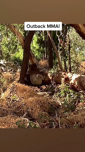 Here’s me commentary on koalas fighting over who’s a real drop bear 🎙🔊 #ozzyman #ozzymanreviews #aussie #funny #koala #australia #fight #fyp #foryou #foryoupage