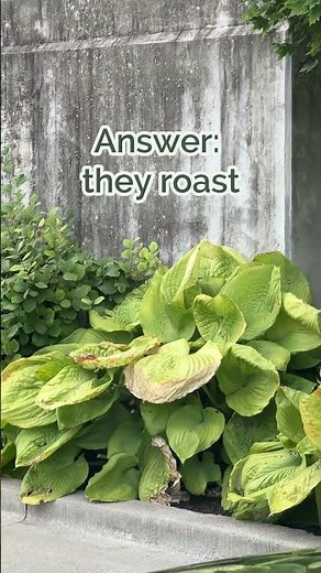 How Hostas Deal with Full Sun