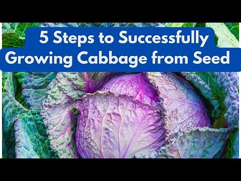 5 Steps to Successfully Growing Cabbage from Seed