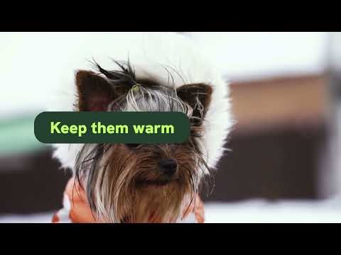 Why Is My Yorkie Shaking? 7 Common Reasons & What To Do