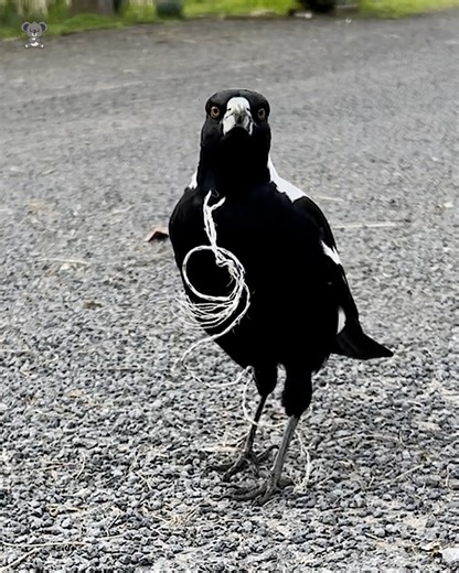 They found a Magpie with wire wrapped tightly around her neck and spent days earning her trust before finally freeing her. Since then, she’s visited almost every day, calling to them with her special “woddle woddle” and even bringing two magpie friends along. From struggling to thriving, she’s now part of their daily life, still wild, but connected forever. | The Koala