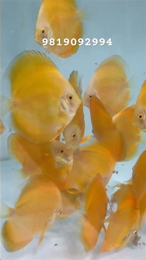 YELLOW DISCUS #fish #aquarium #discus #discusfish