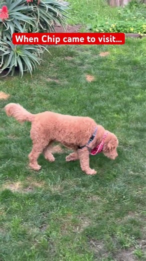 When Chip came to visit…w/ a Surprise ! 😳 #shorts #shortvideo #shortsfeed #short #funny #dog