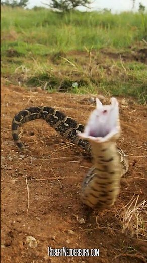 This Puff Adder Has a Wild Secret!
