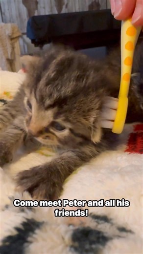 750K views · 24K reactions |  Adoption Fair Today!  Join us 12–3 PM at PetSmart, 1206 Bridford Parkway, Greensboro for our Adoption Fair! Meet adorable cats and kittens looking for their forever homes.  Don’t miss your chance to fall in love — we can’t wait to see you there! ✨ | Juliet's House Animal Rescue | Facebook