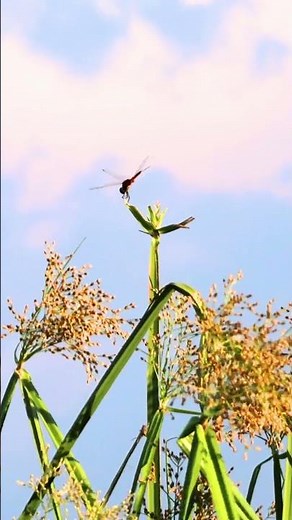 Stunning Red Dragonfly in Purbasthali | Nature’s Tiny Marvel | 4K Wildlife Video #shorts