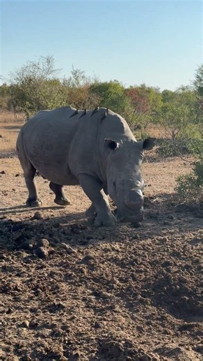 Dinaka Wild Rhino Carrying Birds! Kalahari Desert
