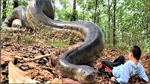 1.6M views · 17K reactions | Shocked. A cowherd boy was attacked by a giant python while playing in the forest. #indonaturevalues | Indo Nature Values | Facebook