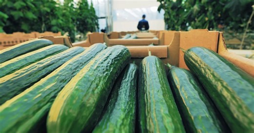 3K views · 33 reactions | SigenStack: Where Green Energy Meets Green...