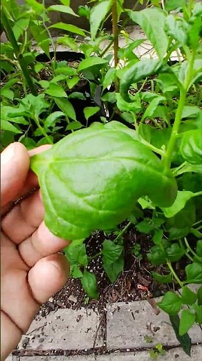 New zealand spinach, Tetragonia tetragonioides