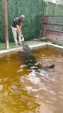 Devin hanging out with and feeding Hector, the rescued alligator at Everglades Holiday Park