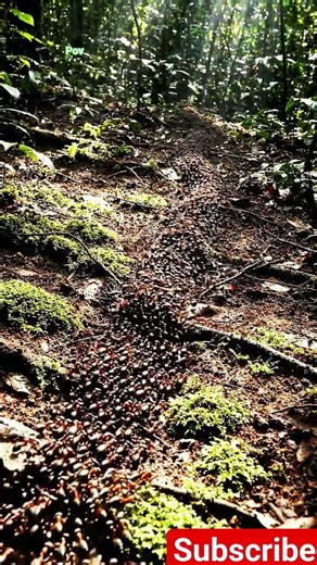Perfect Ant Line Formation 🔥#satisfying #ants #wildlife