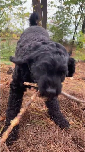 Pepper vs. The Root Monster 🌲💪