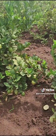 Dwarf Yellow Lemon Seedlings at Orchard Camp Farm