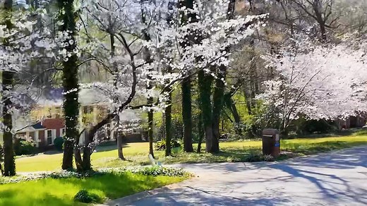 54K views · 626 reactions | Spring is in Full Bloom in Macon, GA! ✨...