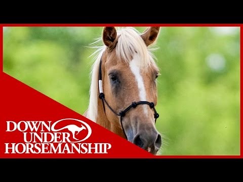 Clinton Anderson: Training a Rescue Horse, Part 2 - Downunder Horsemanship