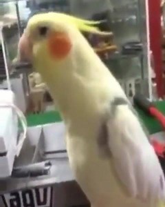 41K views · 1K reactions | Ein Papagei der die italienische Hymne pfeift.   Rezepte & Produkte www.pizzapastafashion.de | Pizza Pasta Fashion | Facebook