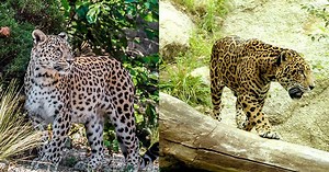 Leopardo y jaguar ¿Cuáles son las diferencias entre estos dos felinos?