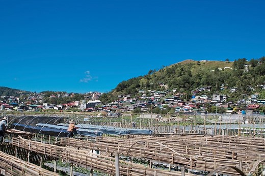 La Trinidad Strawberry Farm (Updated 2026 Travel Guide) - Wander Era