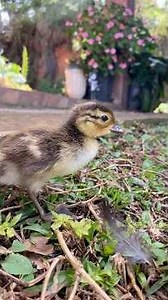 🦆Mandarin Duckling #chicken #nest #farm #birds #countrylife #farm #agriculture #eggs #pets