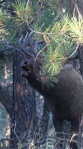Elk tags don’t come along too often, let’s go have some fun and make the best of yours!!! #az #azelkhunting #ełk #elkhunting #elkbugle | Jed Larson
