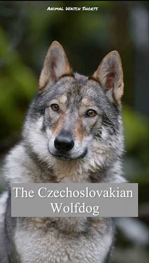 The Czechoslovakian wolfdog is seen as a great wolfdog companion due to his high intelligence and trainability from his 75% German Shepherd content.The other 25% is Carpathian wolf which is a stocky European wolf found in the Carpathian mountains.He is a multigenerational wolfdog with no recent wolf content, originally created by the Czechoslovakian army in1955 when The Czech republic and Slovakia were one country.The reason for his creation was an experiment to see if a superior border protecti