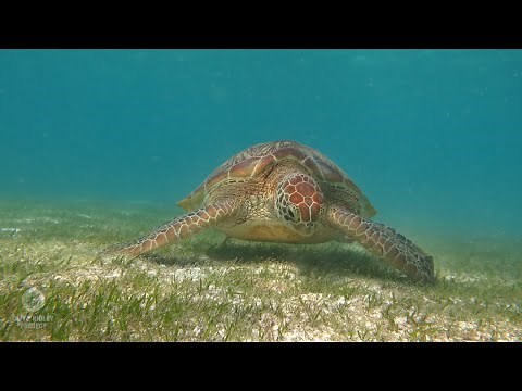 What Do Sea Turtles Eat? | Sea Turtle Science