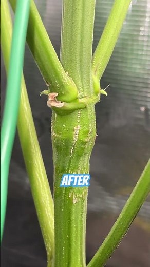 Super Cropping | Before and After #shorts