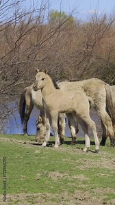 Vertical video, Herd of wild horses with a foal grazing in a meadow, with a pond and bushes in the background, Slow motion. Wild Konik or Polish primitive horse