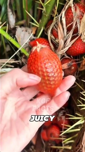 You’ve Never Seen RED Snake Fruit Like This! 😱🔥 #snakefruit #fruit