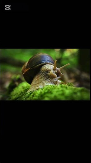 The Tiny Explorer's Green World 🌱🐌