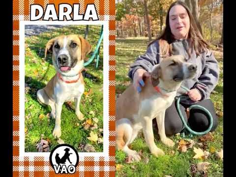 Adopt Darla | Voorhees Animal Orphanage | Dogs & Cats for Adoption | #vaonj