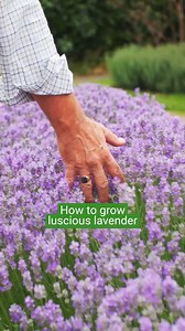 Is your lavender looking lacklustre and tired? Borde Hill’s Peter Mills is here to show you what you should have done… Save this one for spring, and look forward to gorgeous blooms next time! 💜 Set within 383 acres of heritage listed parkland, Borde Hill features a series of living ‘garden rooms’ – any beyond the formal gardens you’ll find historic woodland, tranquil lakes and breathtaking views across the Sussex High Weald. Borde Hill is part of our 2-for-1 Gardens scheme so you can enjoy savi