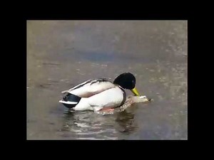 Ducks Mating: Lighthearted Look at Mallard mating; featuring an all time great