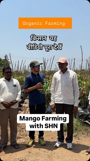 Call 9601182335. #mangofarming #organicfarming #shreeharinurseryareth #mangoplant #gogreen #mango #farmers | Shree Hari Nursery