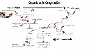 Velo en horizontal ❤️ #aprende como se activa la cascada de la coagulación y como interactuan sus 3 vias para dar una hemostasia completa. Para un entendimiento completo sobre el tema de la coagulación sanguinea te dejo este video de mi canal en YouTube❤️: https://www.youtube.com/watch?v=oiNVJ-1IimA&t=8s | EducaMedic