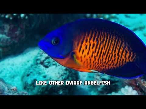 The Coral Beauty Angelfish(Centropyge bispinosa)