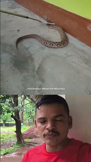 Russell's Viper Attack Speed Caught on Camera | Dangerous Snake Awareness Video #RussellsViper