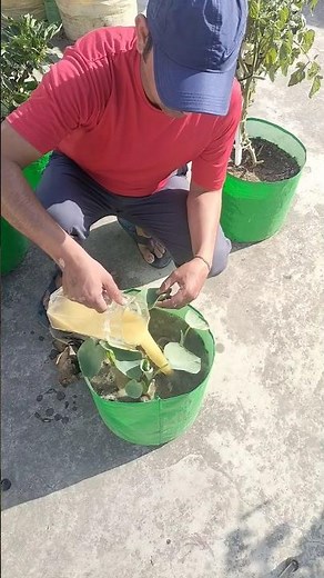 Mustard Cake Powder for Healthy Plants And Soil #gardening #Mustard-Cake #youtubeshort #viral