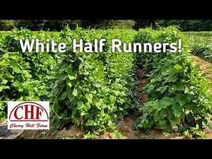 Stolen Equipment, Replanting and Trellising Half Runner Beans