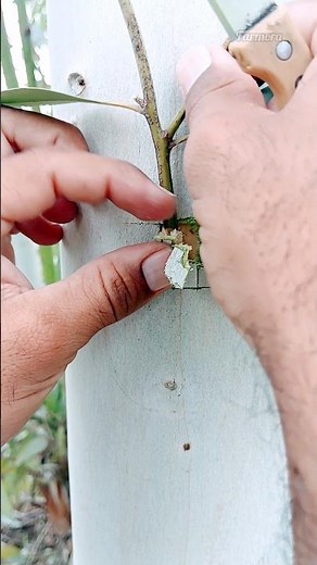 Fast & Easy Eucalyptus Grafting 🌱 | Step-by-Step Guide for Beginners
