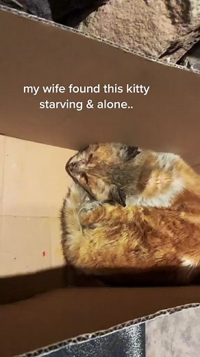 426K views · 10K reactions | Meet Berry  found on Berry Ave! Poor guy has been through it, but not anymore! But now he has his forever home with us ☺️ #rescuekitty #rescuecat #streetcatrescue #feralcat #straycat #foreverhome #fivcatsoftiktok @joy_neuman ❤️ | Paprika Cat | Facebook