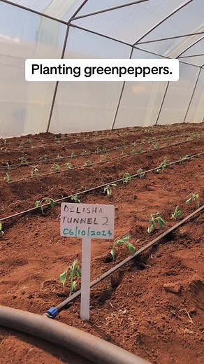 Green Pepper Farming Guide: How to Plant Green Peppers