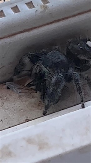 A wolf spider eating a fly | Wildlife throughhopeseyes.