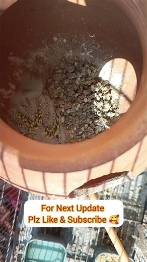 Australian Budgies Chick Update | Blue & Green Budgies Baby Growth #budgies