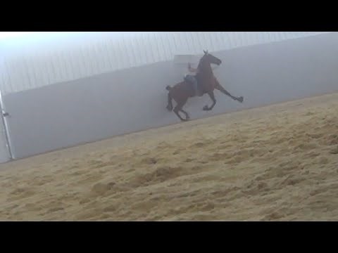 Podcast: Protect horses from the cruel practice of soring