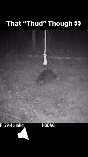 4.8K views · 24K reactions | I hate when coons mess with my HempScent Rope setups. Judging by the sound of the “thud”, this tub taught himself a lesson the hard way! 藍劣 https://bit.ly/HODAGHempScentRope #raccoon #funny #viral #animals #trailcam #deerhunting #fyp | HODAG Outdoors | Facebook
