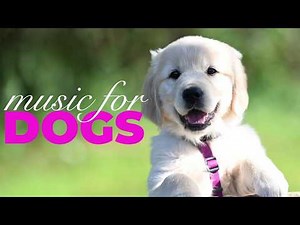 [NO ADS] Soothing Music for Dogs | 10 Hours of Calming Sounds to Relax Anxious or Restless Dogs 🐶🎵🛋️