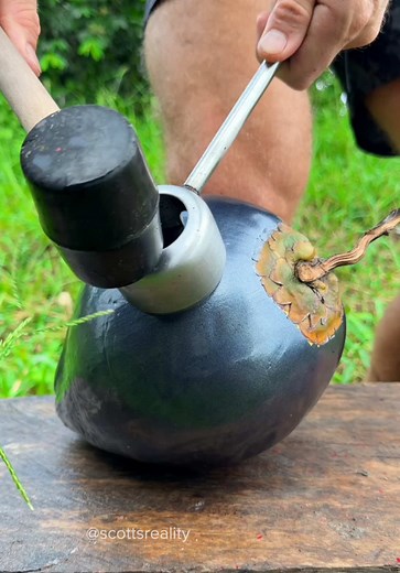 Best way to open a coconut! | Coconuts Opening